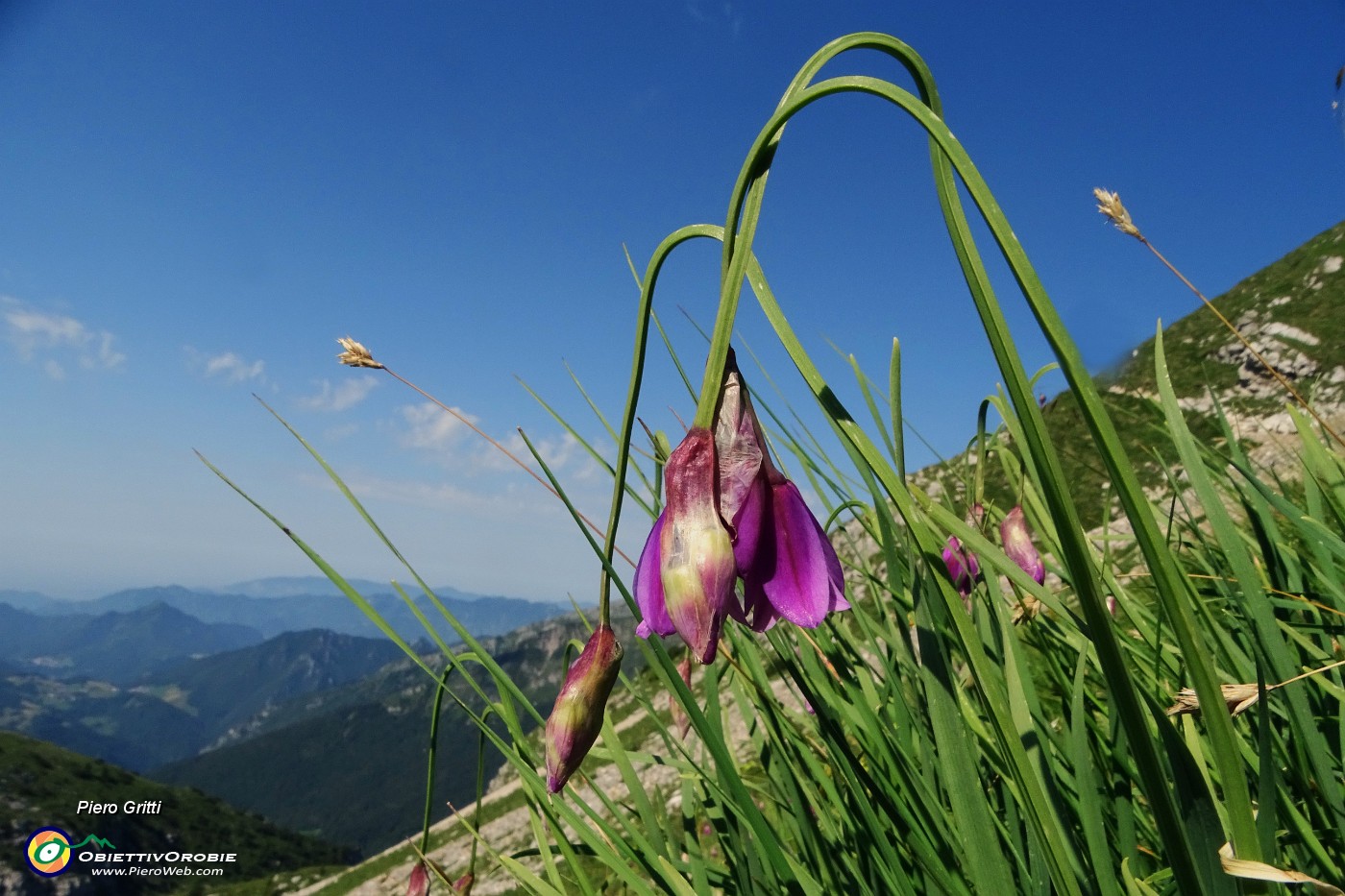 23 Allium insubricum (Aglio d'Insubria) in Val d'Arera.JPG
